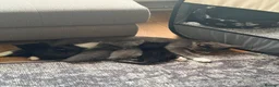 American Shorthair cats for sale: Cute black and grey kittens  in Northampton - Advert 21