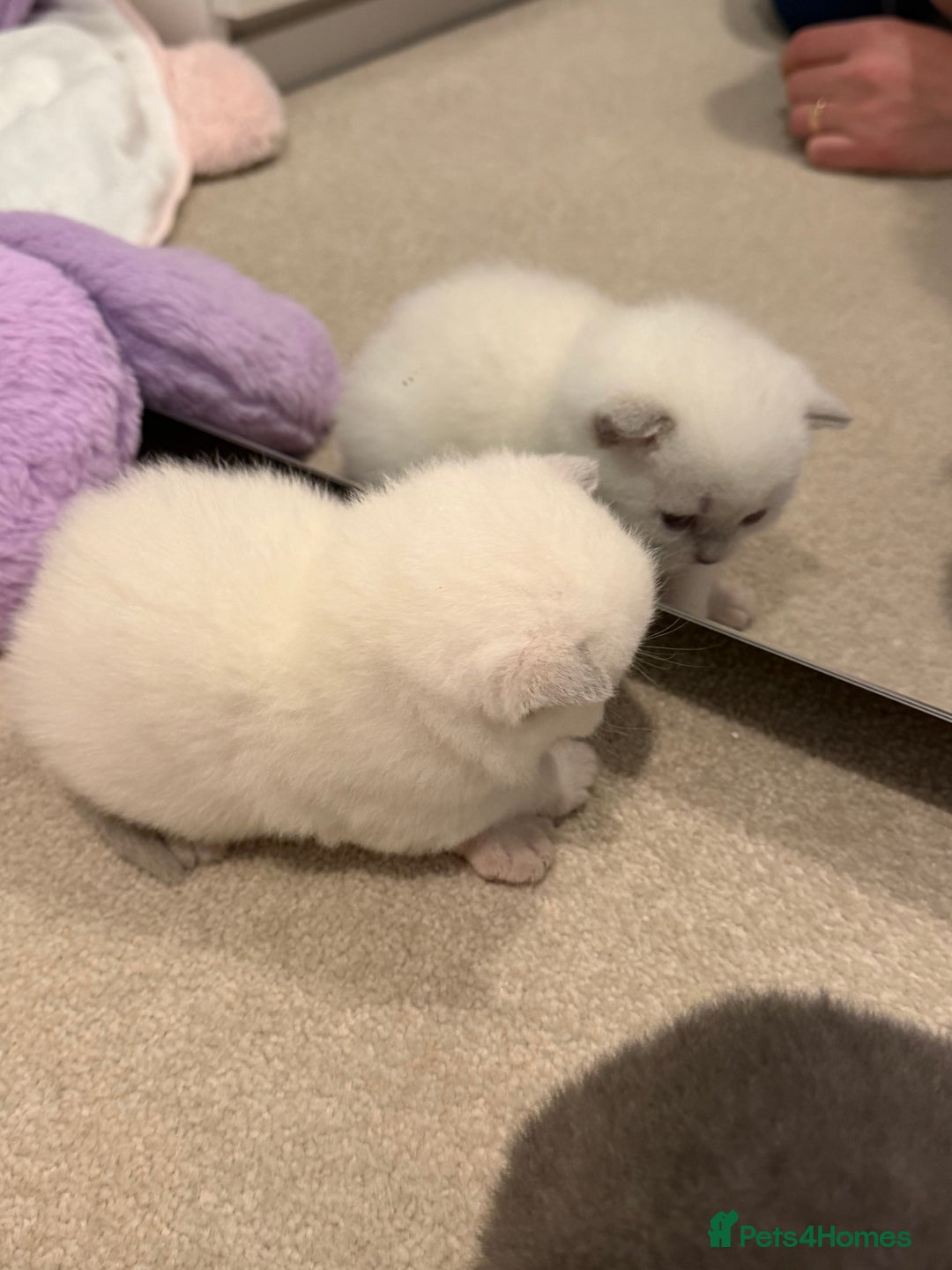 British Shorthair cats for sale: British Shorthair vs Scottish Fold  - Advert 9