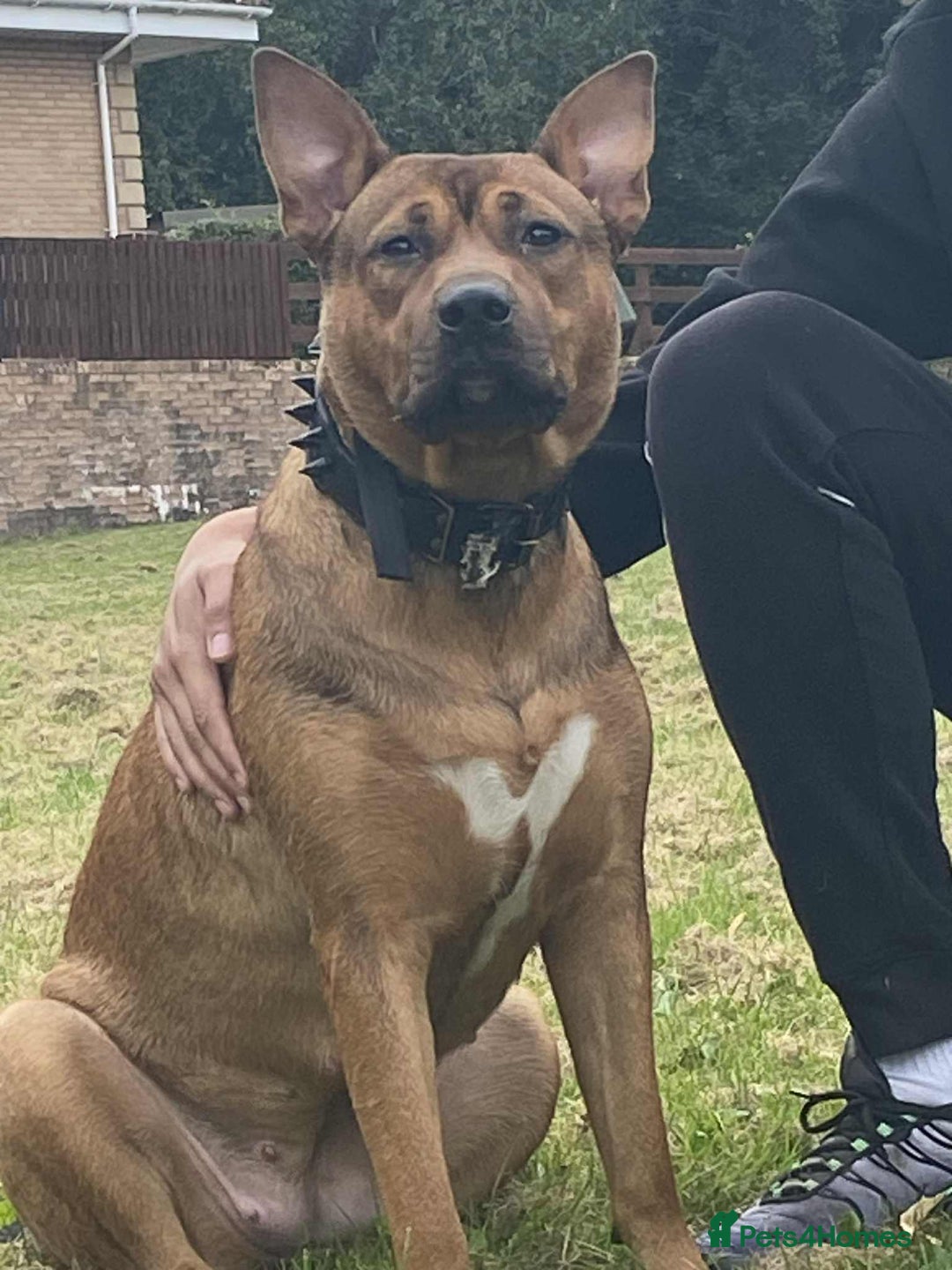 Mixed Breed dogs for sale: Female Mix Staffy - Advert 5