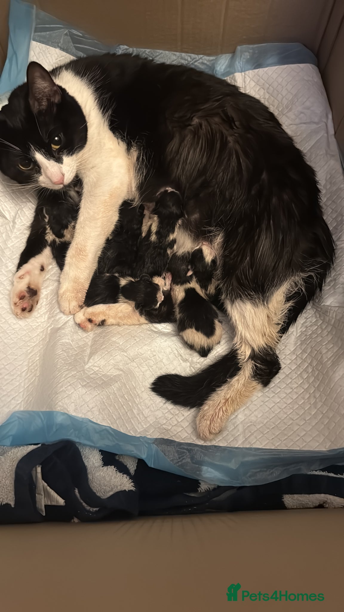 Mixed Breed cats Black and white tuxedo kittens  - Advert 1