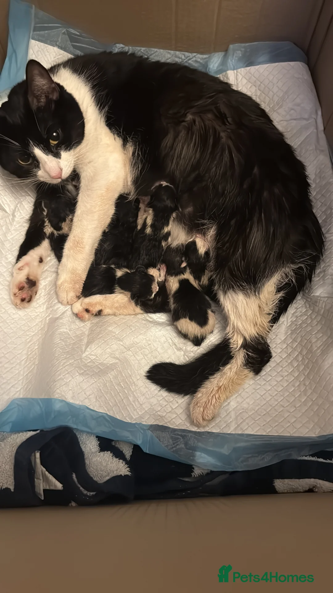 Mixed Breed cats for sale: Black and white tuxedo kittens  in London - Advert 1