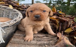 Labrador Retriever dogs for sale: Stunning litter of KC fox red labradors  - Advert 13