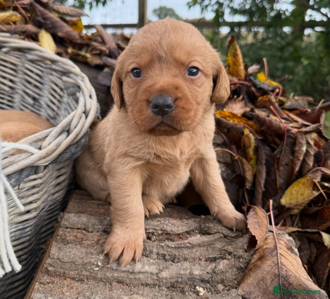 Labrador Retriever dogs for sale: Stunning litter of KC fox red labradors  - Advert 13