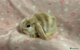 Mini Lop rabbits for sale: Mini Lop bunnies (3 Girls, 1 Boy) Ready to go - Image 14