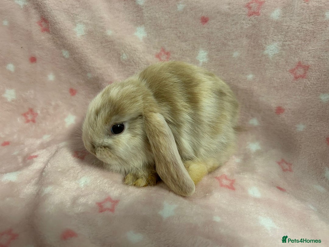 Mini Lop rabbits for sale: Mini Lop bunnies (3 Girls, 1 Boy) Ready to go - Image 14