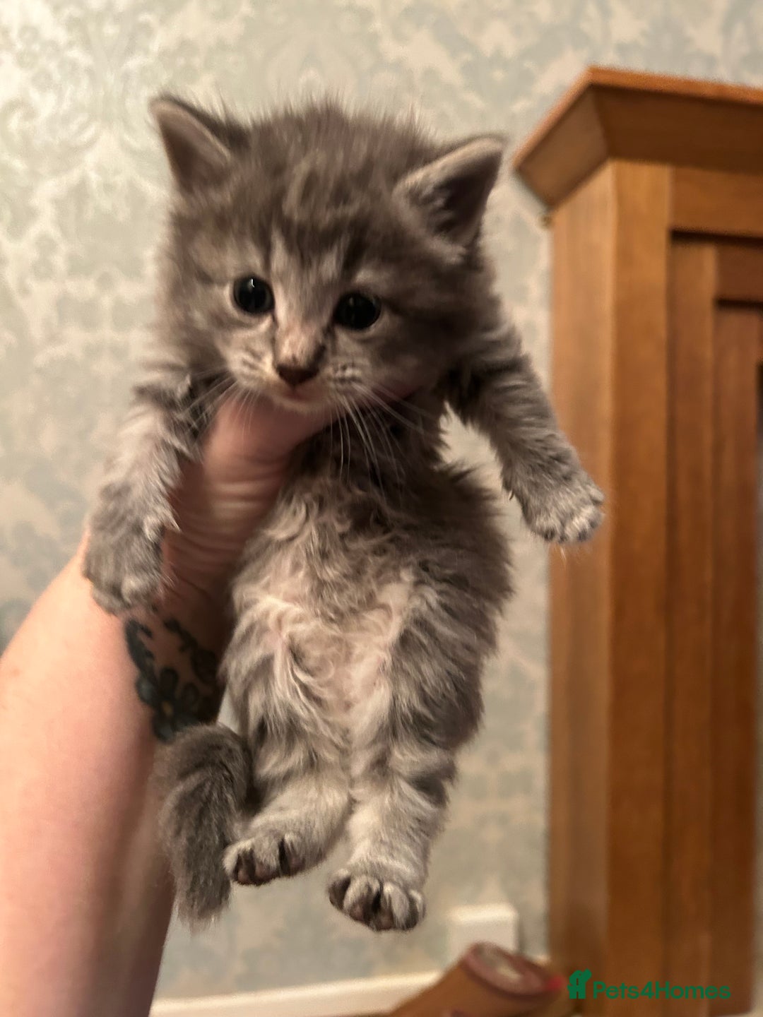 Mixed Breed cats for sale: Adorable kittens - Advert 6