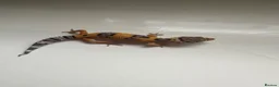 Leopard Gecko reptiles for sale: Baby Leopard Geckos - Advert 4