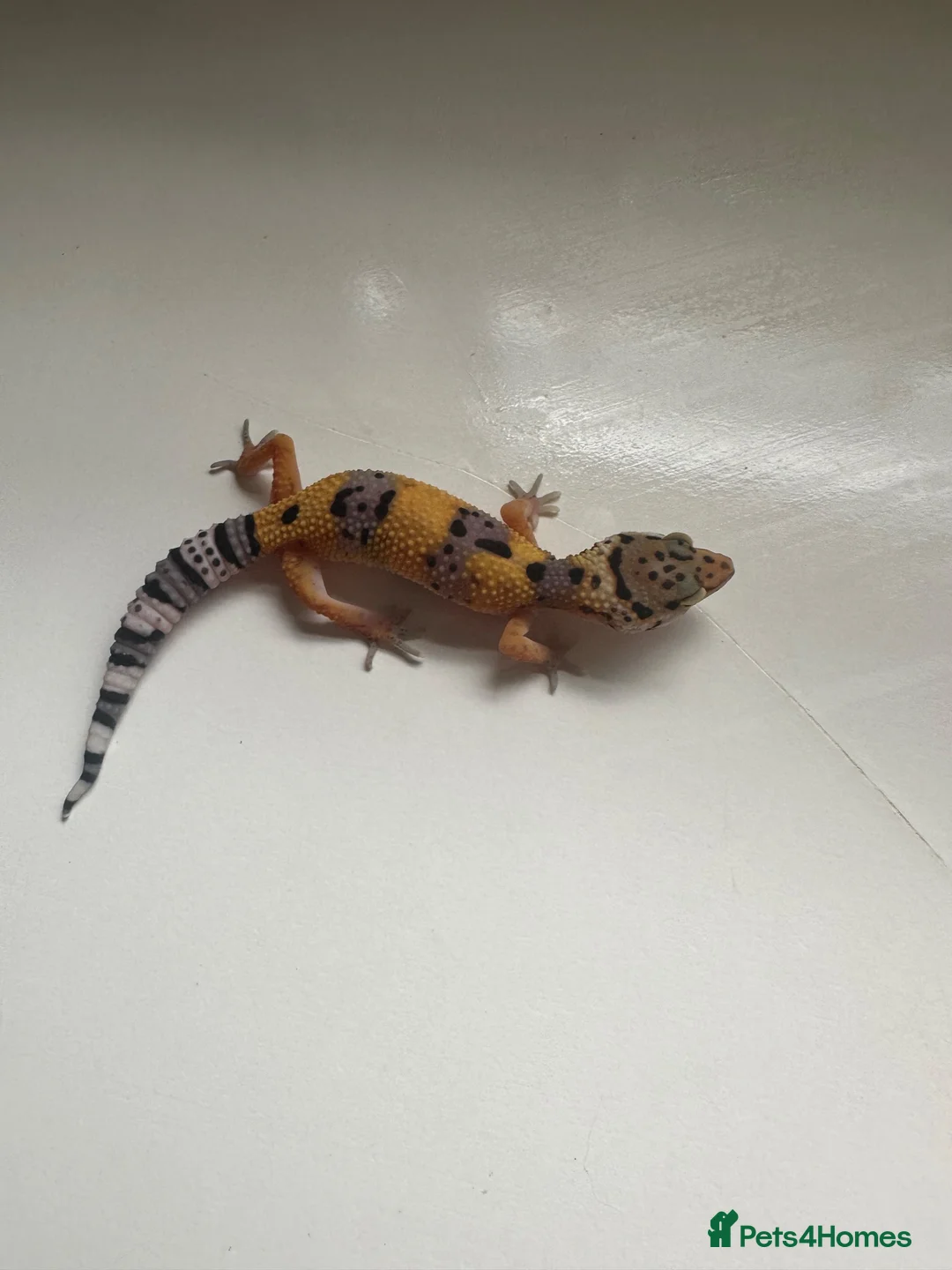 Leopard Gecko reptiles for sale: Baby Leopard Geckos - Advert 4