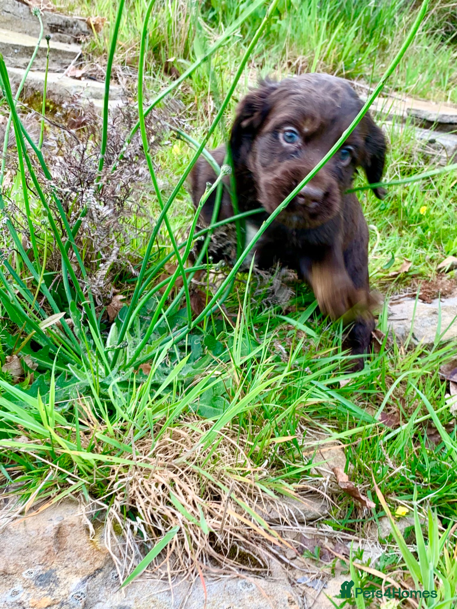 Cocker Spaniel dogs Sired from British Champion - Advert 5