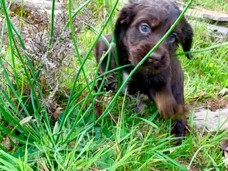 Cocker Spaniel dogs Sired from British Champion - Advert 5