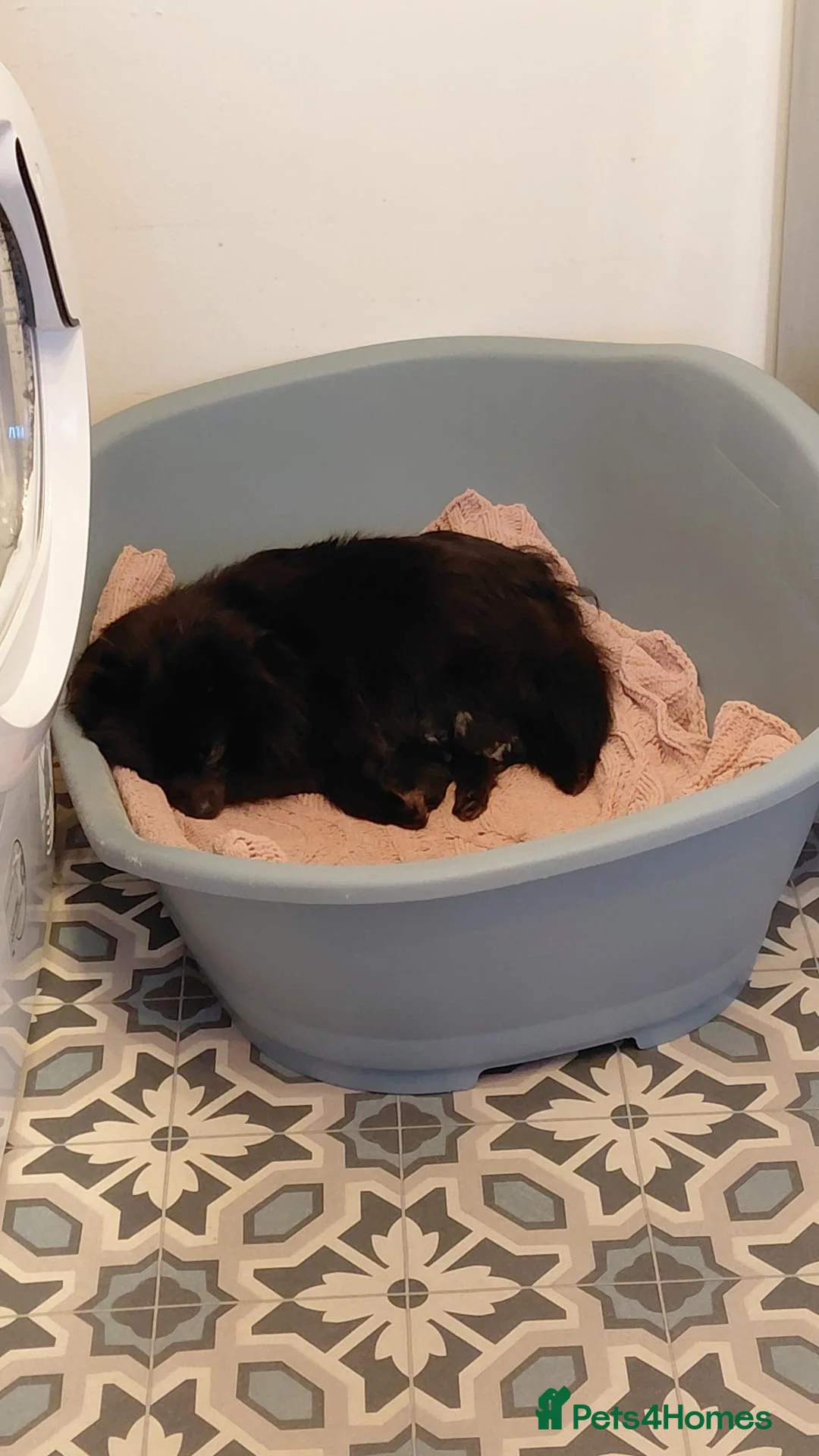 Pomeranian dogs for sale: Beautiful mini Pom bears - Advert 2