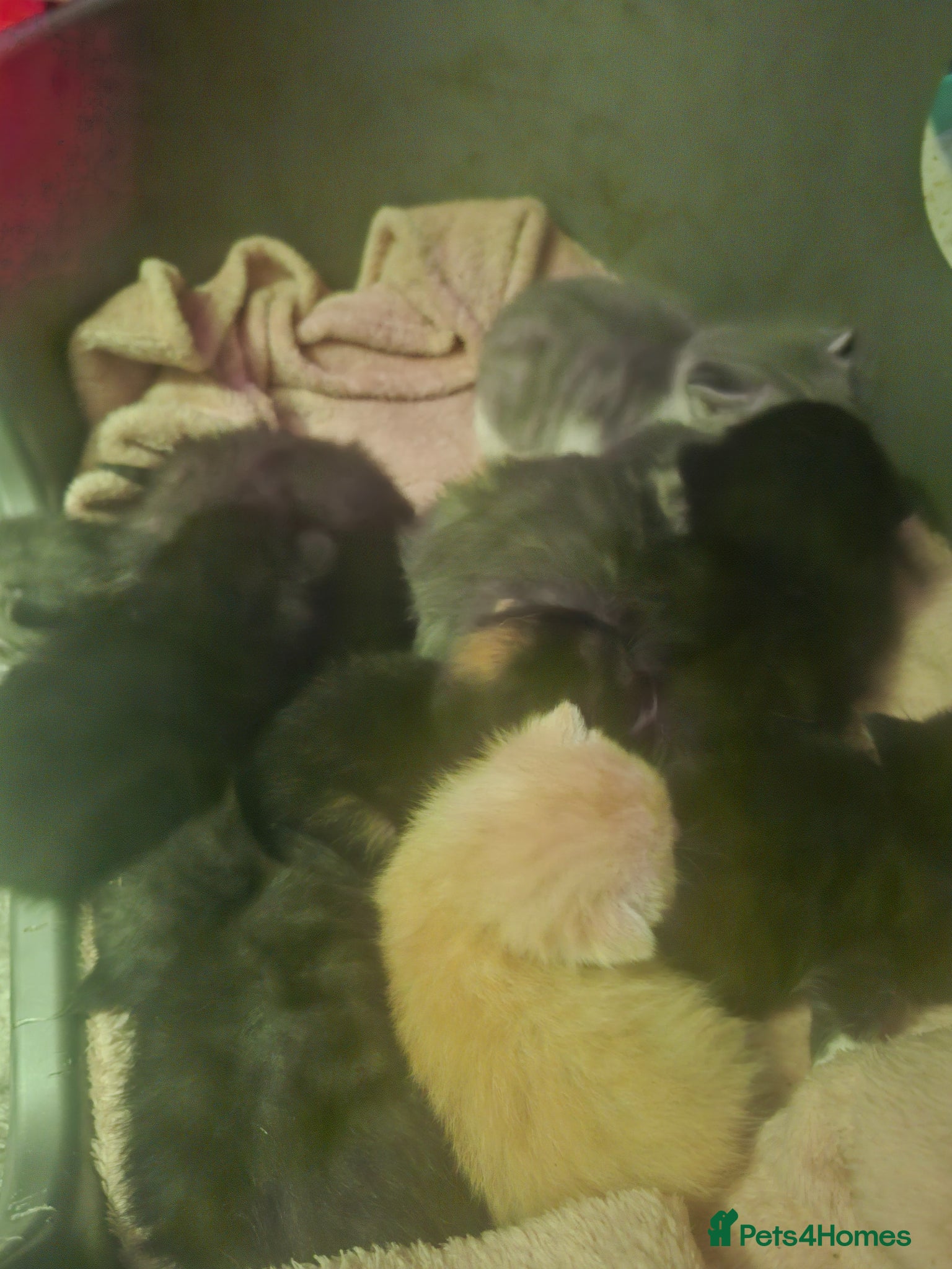 Mixed Breed cats 10 gorgeous kittens - Advert 6