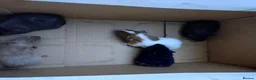 Guinea Pig rodents for sale: Baby guinea pig mix lot of males and females - Advert 5