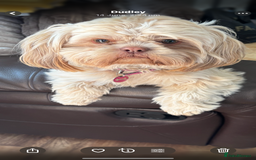 Shih Tzu dogs for sale: Shihtzu imperial  - Image 18
