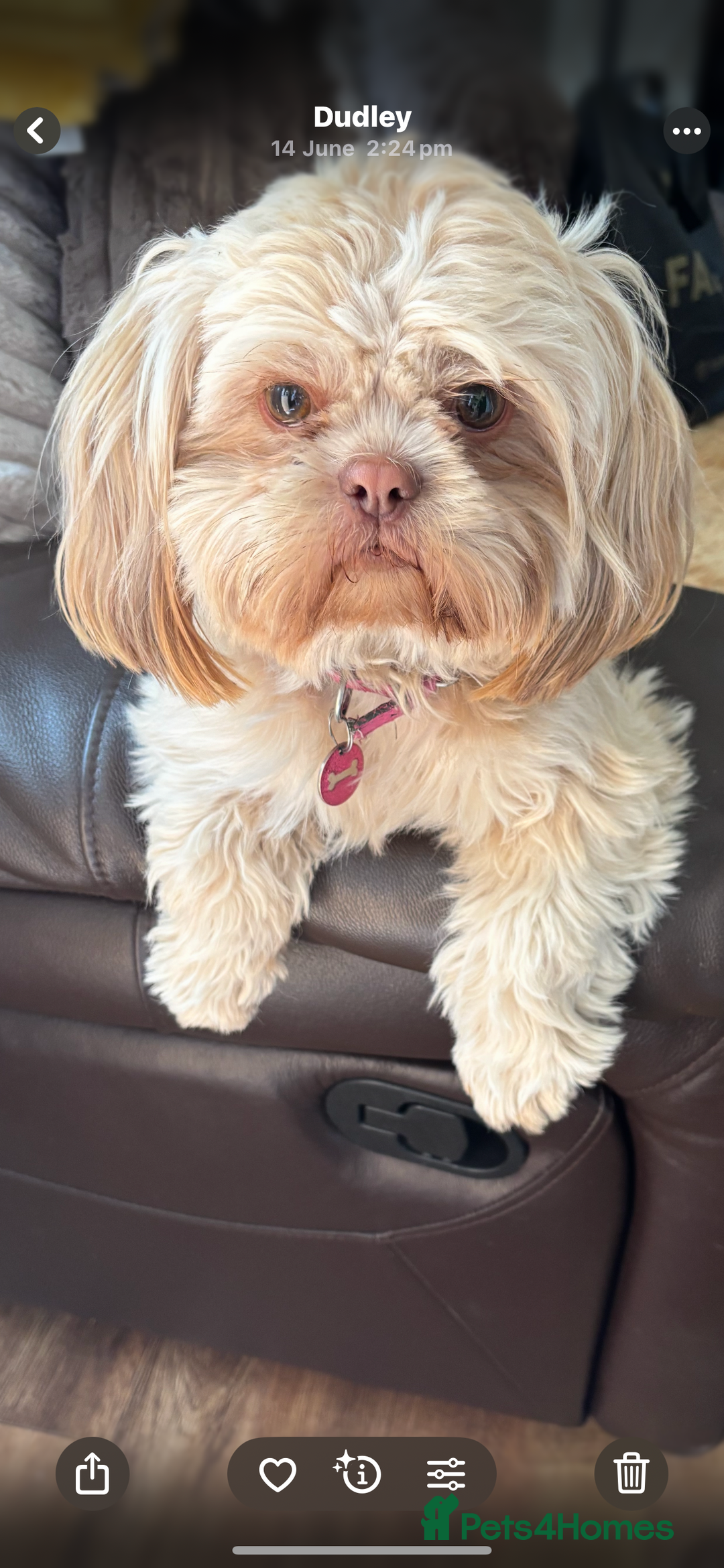 Shih Tzu dogs for sale: Shihtzu imperial  - Image 18