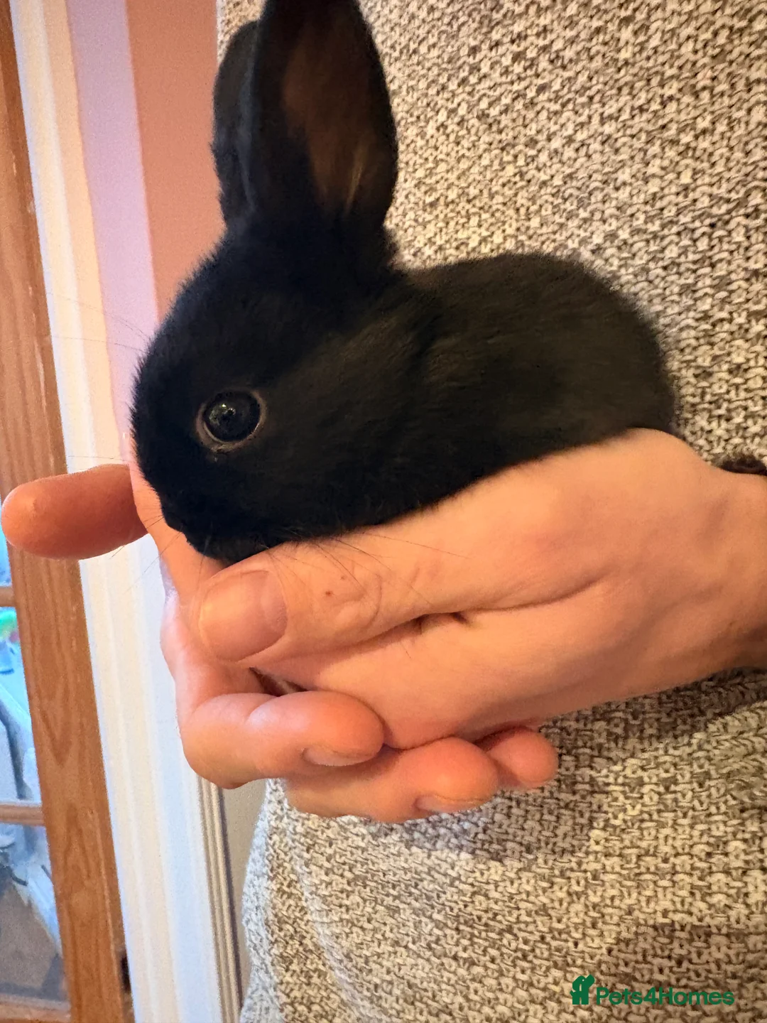Dwarf Lop rabbits for sale: Dwarf lops in Brackley - Advert 1