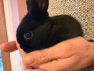 Dwarf Lop rabbits Dwarf lops in Brackley - Advert 1