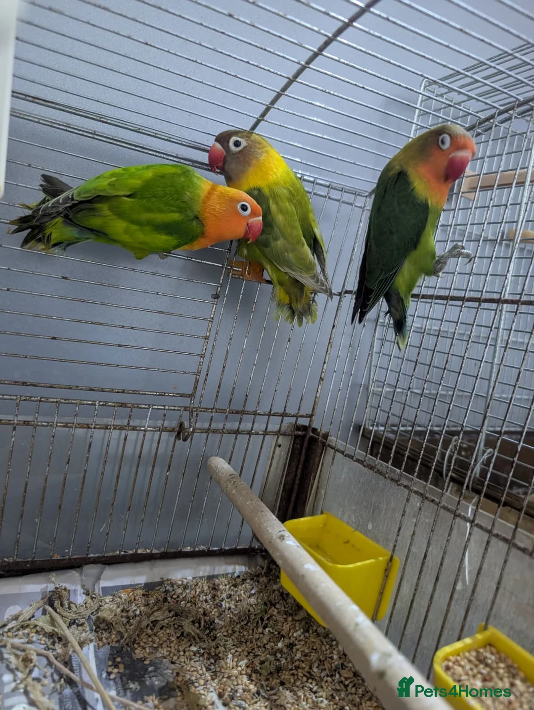 Lovebirds birds for sale: Hand Reared New Born Love Birds - Advert 24