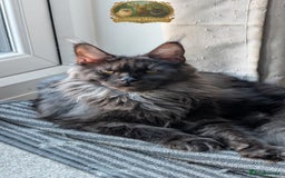 Maine Coon cats for sale: Exceptional kittens due Championship European line - Advert 3