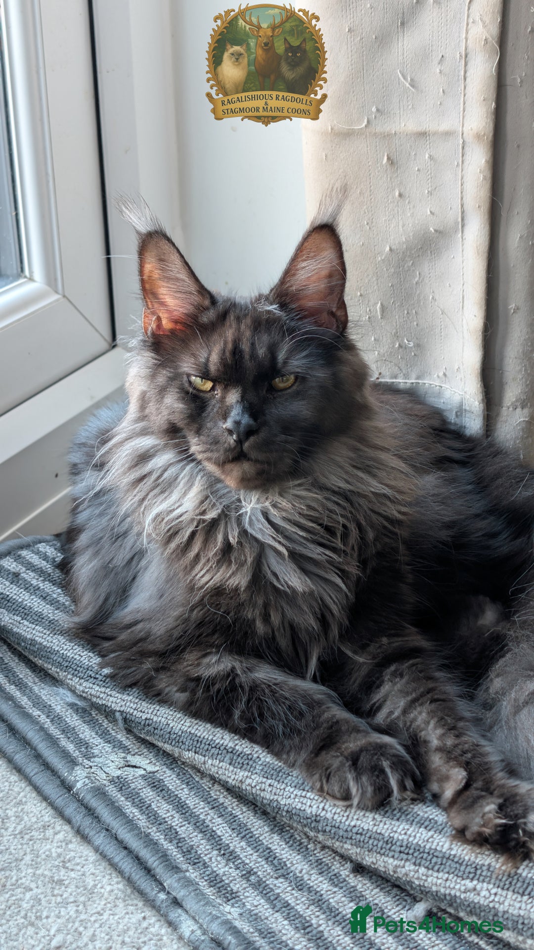 Maine Coon cats for sale: Exceptional kittens due Championship European line - Advert 3