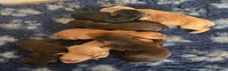 Cocker Spaniel dogs for sale: Outstanding puppies - Advert 3