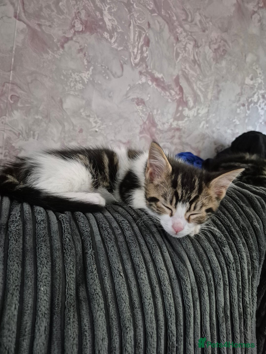 Maine Coon cats for sale: 💥💥 reduced 1 male left Mainecoon x domestic💥💥  - Advert 15