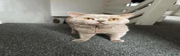 British Shorthair cats for sale: Gccf active lilac male needs a home - Advert 3
