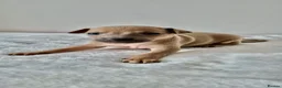 Italian Greyhound dogs for sale: ITALIAN GREYHOUND BOYS LEFT FOR NEW HOMES - Advert 9