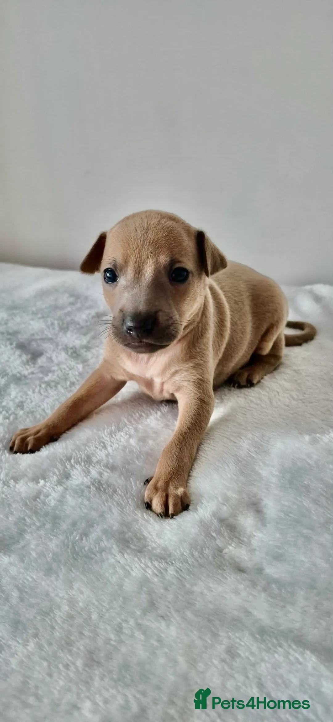 Italian Greyhound dogs for sale: ITALIAN GREYHOUND BOYS LEFT FOR NEW HOMES - Advert 9