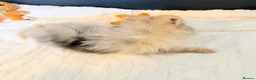 Pomeranian dogs for sale: Beautiful Pomeranian  - Advert 3