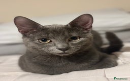 Mixed Breed cats for sale: Beautiful grey male cat.  in Chorley - Image 1