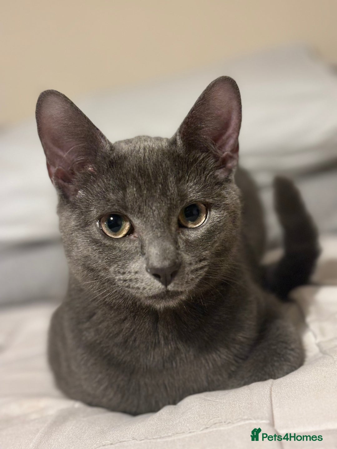 Mixed Breed cats for sale: Beautiful grey male cat.  in Chorley - Image 1