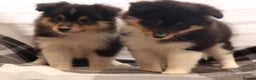 Shetland Sheepdog dogs for sale: Stunning Champions lines Tri Colour Girls  - Advert 5