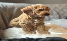 Cockapoo dogs for sale: Cockapoo Puppies - Image 7