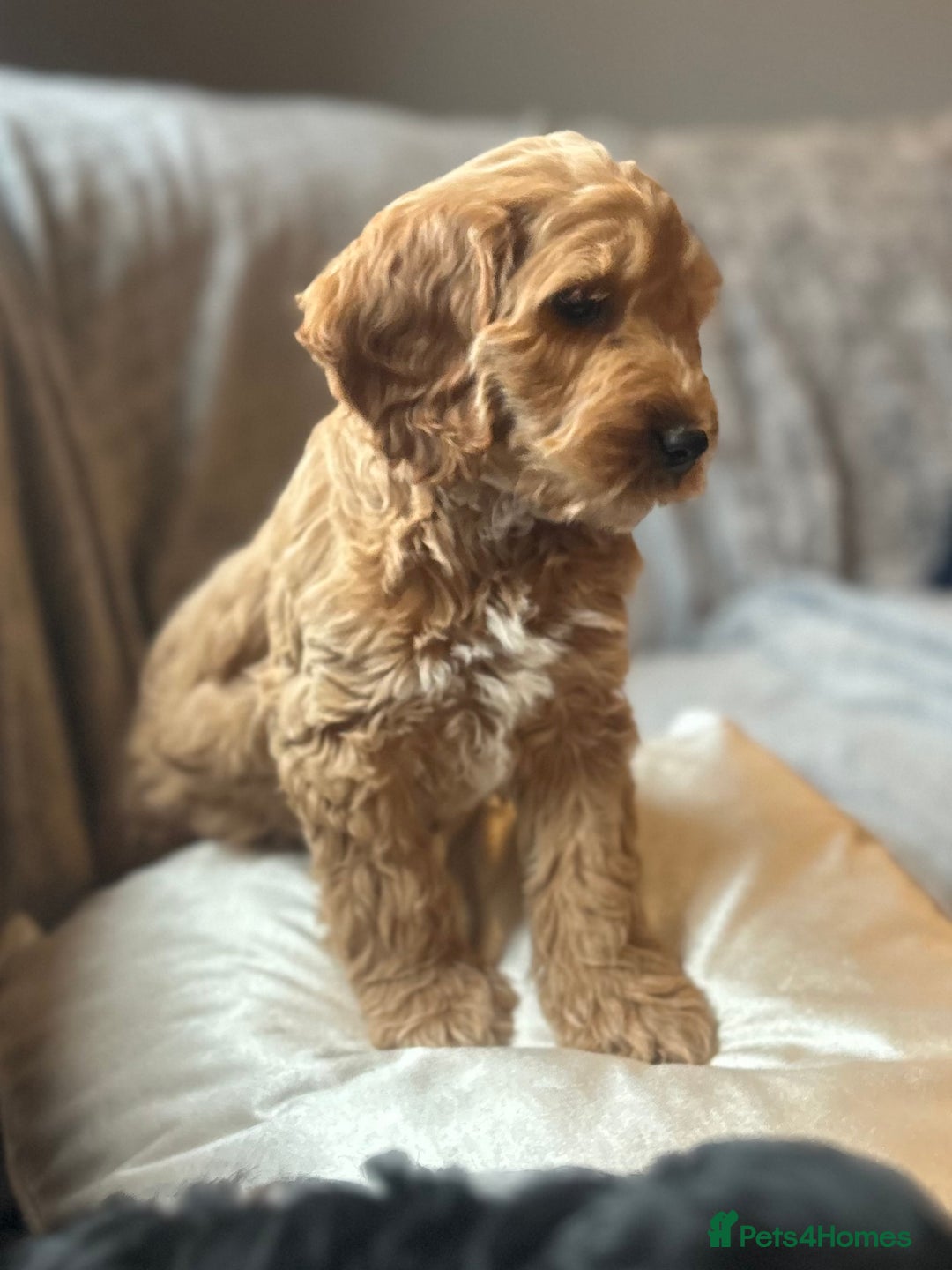 Cockapoo dogs for sale: Cockapoo Puppies - Image 7