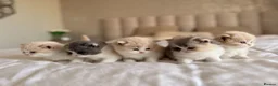 British Shorthair cats for sale: British Shorthair & Longhair Kittens GCCF Reg - Advert 3