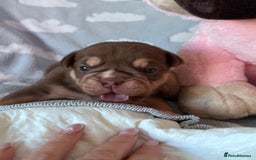 English Bulldog dogs for sale: Self Whelped Healthy English bulldog Babies❤️🤍 - Image 20