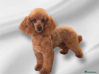 Toy Poodle dogs in Prudhoe - Advert 4