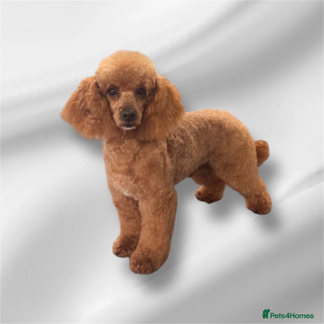 Toy Poodle dogs for stud: Five ⭐️ licensed breeder KC Toy Poodle for Stud in Prudhoe - Advert 1
