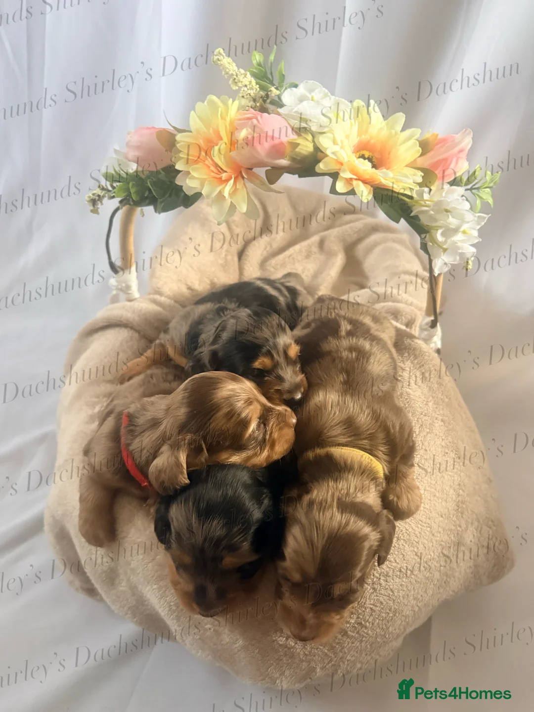 Miniature Dachshund dogs for sale: Longhaired Miniature Dachshunds KC Registered  - Advert 3