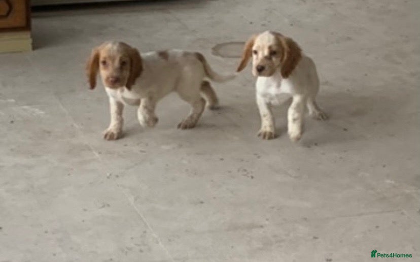Cocker Spaniel dogs Beautiful Roan pups  - Advert 5