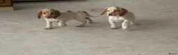 Cocker Spaniel dogs for sale: Beautiful Roan pups  - Advert 2