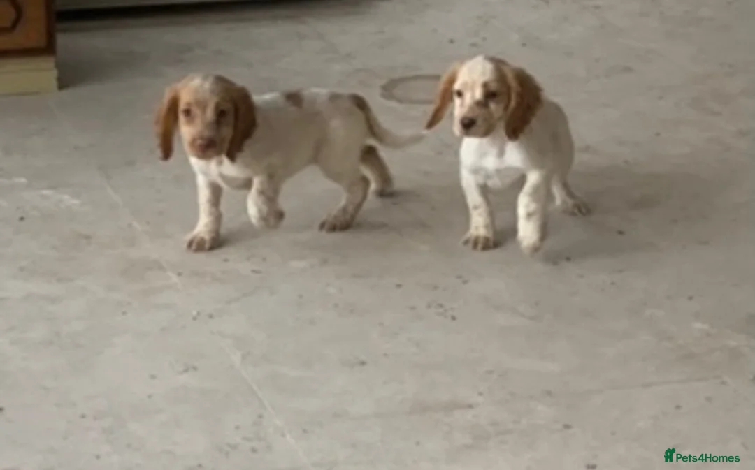 Cocker Spaniel dogs for sale: Beautiful Roan pups  - Advert 2