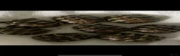 Hermann Tortoise reptiles for sale: Baby hermann tortoises  - Advert 3