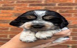 Cocker Spaniel dogs for sale: KC Reg Show Cocker Rizi Bizi bloodline Puppies - Image 10