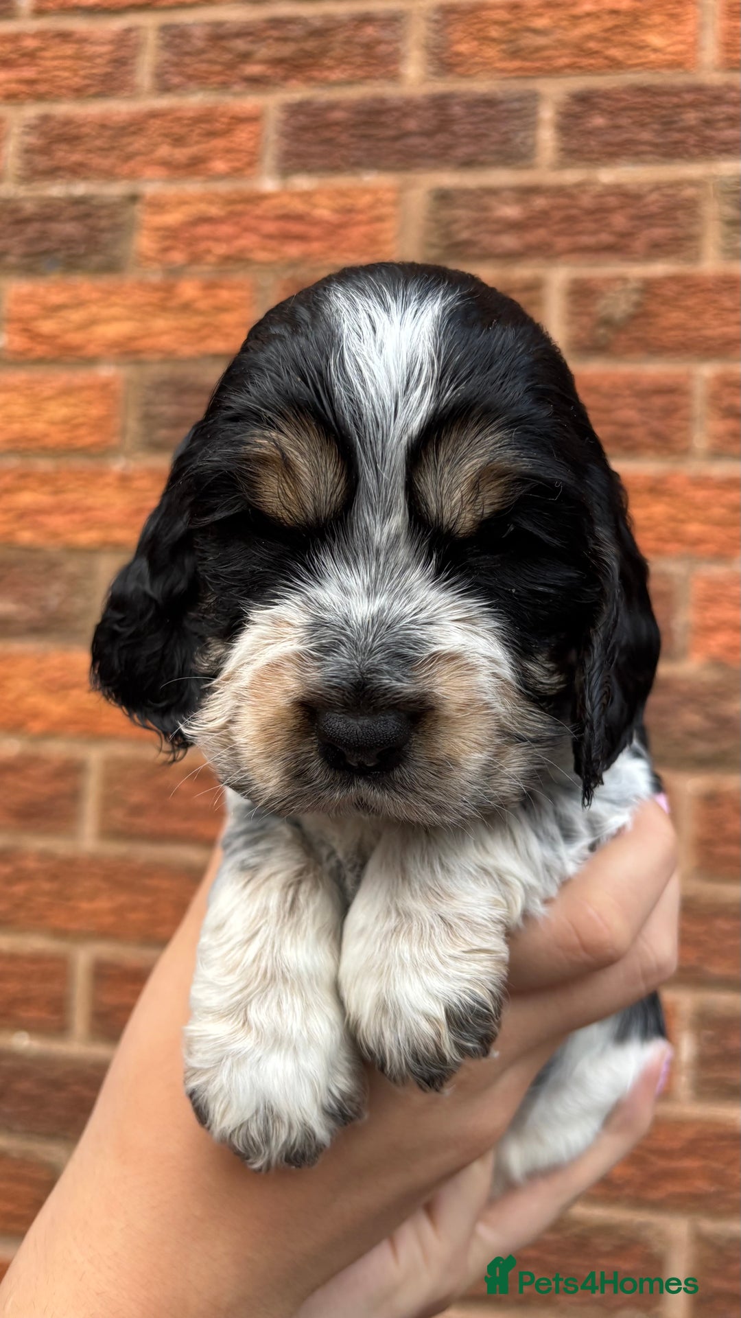 Cocker Spaniel dogs for sale: KC Reg Show Cocker Rizi Bizi bloodline Puppies - Image 10