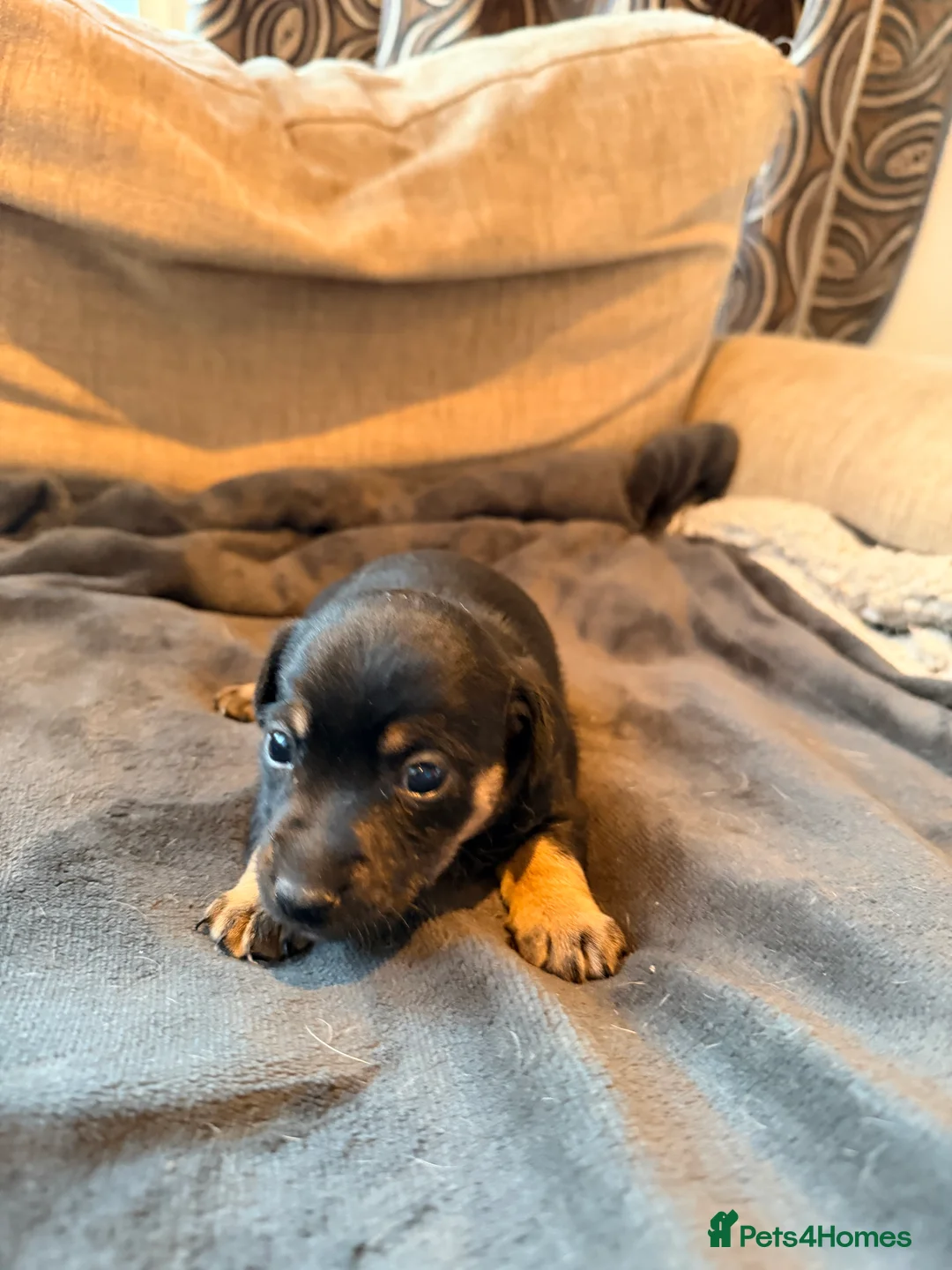 Jack Russell dogs for sale: Stunning Jack Russell pups  - Advert 4