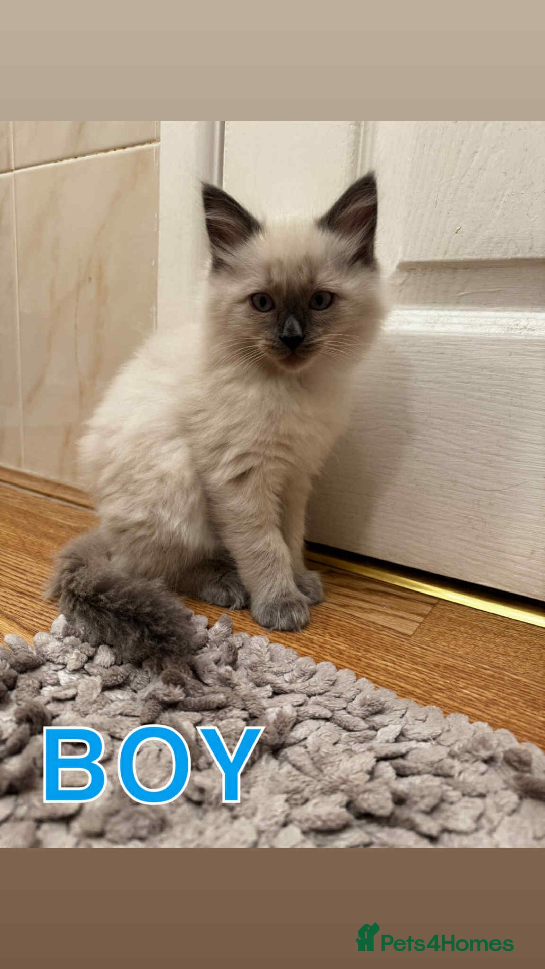 Ragdoll cats for sale: RAGDOLL KITTENS❣️FUR BABIES READY TO GO - Image 4