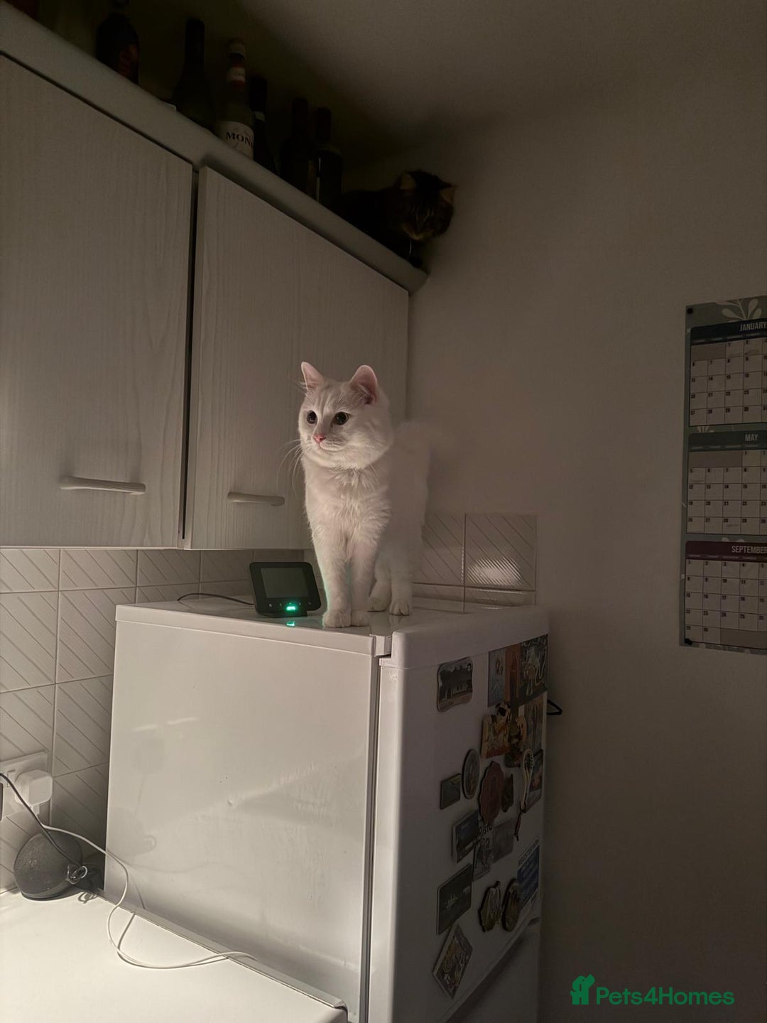Norwegian Forest Cat cats for sale: Norwegian forest with Turkish Angora - Image 18