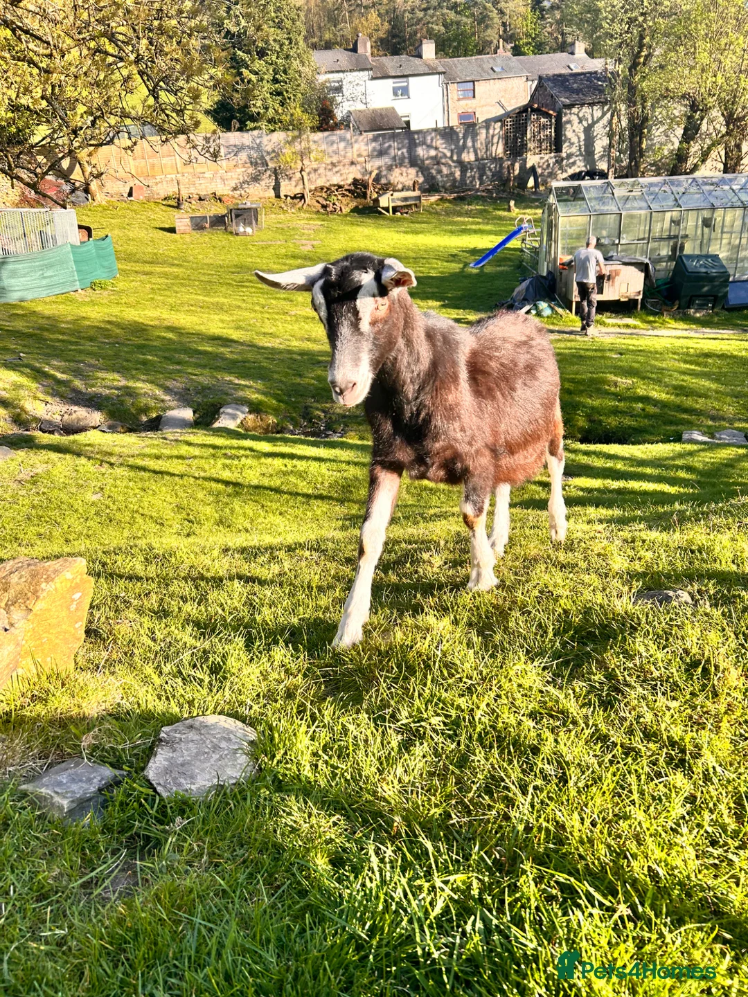 Lurcher dogs for sale: Lurcher puppies  in Kendal - Advert 2